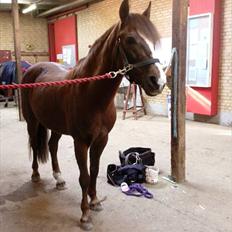 New Forest sherry <3 (R.I.P miss you elskede prinsesse)