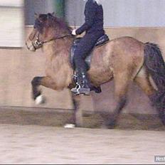 Islænder Hektor frá Litlu-Sandvík