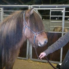 Islænder Hektor frá Litlu-Sandvík