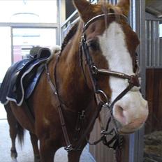 Arabisk fuldblod (OX) Lavina *DEN BEDSTE*