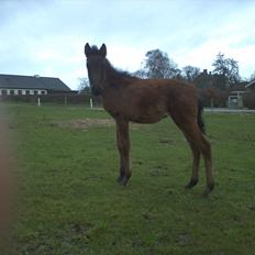 Anden særlig race Monique