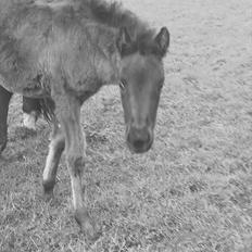 Anden særlig race Monique