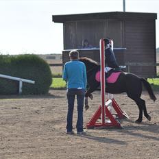 Anden særlig race Mikkeline