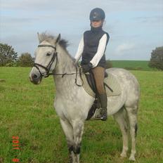 New Forest Firfod Filejs