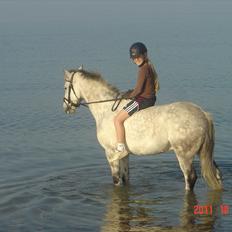 New Forest Firfod Filejs