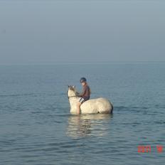 New Forest Firfod Filejs