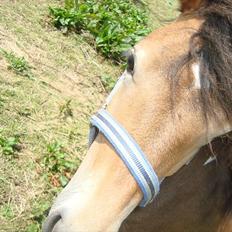 Anden særlig race ballu