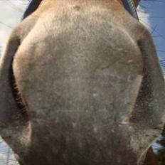 Anden særlig race ballu