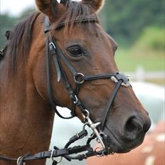 Anden særlig race Pretty Princess*Solgt*
