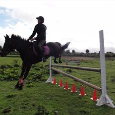 New Forest sabrina/minnie