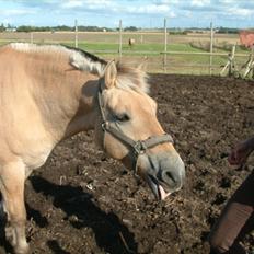 Fjordhest Rune Åby 