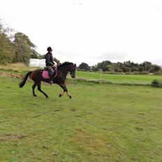 New Forest sabrina/minnie