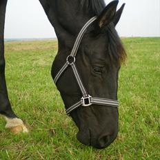 Dansk Varmblod Svalegårdens Maeztro <3