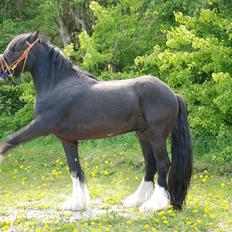 Irish Cob Eros af Lukasminde ! 