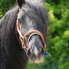 Irish Cob Eros af Lukasminde ! 