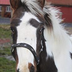 Pinto Midtjydens Le mans solgt