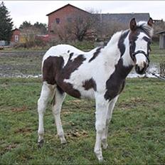 Pinto Midtjydens Le mans solgt