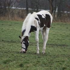 Pinto Midtjydens Le mans solgt