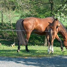 Dansk Varmblod O´Lady