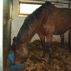 Dansk Varmblod O´Lady