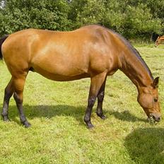 Dansk Varmblod O´Lady