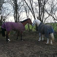 Hollandsk Sportspony Lotte