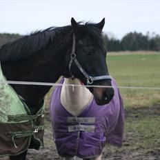Dansk Varmblod Patou's Speedy