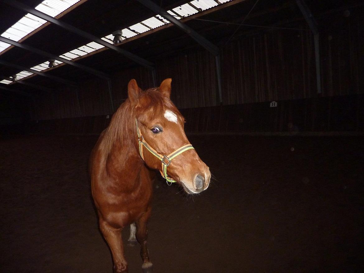 Anden særlig race Casmir billede 29