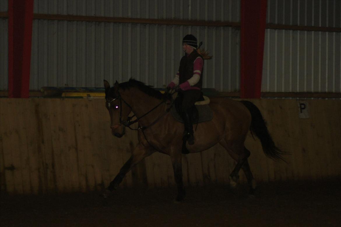 Hollandsk Varmblod Troy-T - At lære dig at smide dine ben, var en kæmpe rus for mig. <3 billede 8