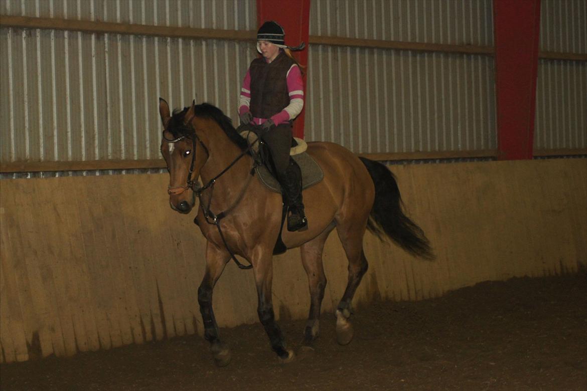 Hollandsk Varmblod Troy-T - Min hest, jeg kan ikke beskrive hvad du gør ved mig billede 9