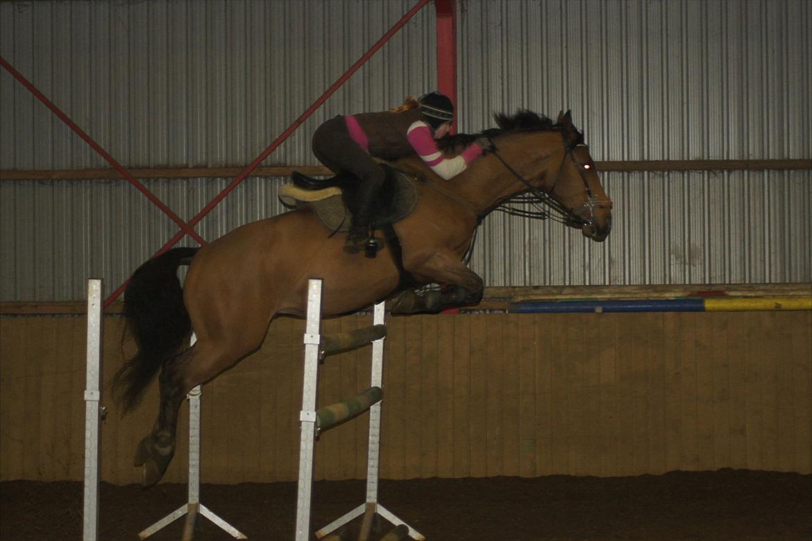 Hollandsk Varmblod Troy-T - Du gør det umulige, tænk jeg var så tæt på at sælge dig. Jeg var så træt af dig- UNDSKYLD billede 10