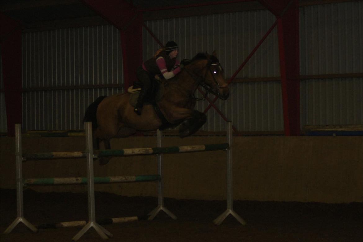 Hollandsk Varmblod Troy-T - Belive it or not, I do love you billede 12