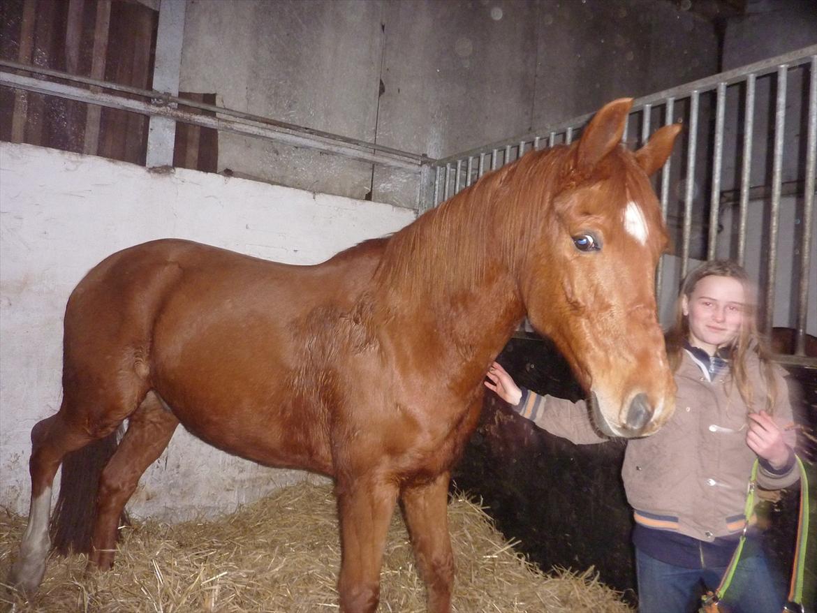 Anden særlig race Casmir billede 23