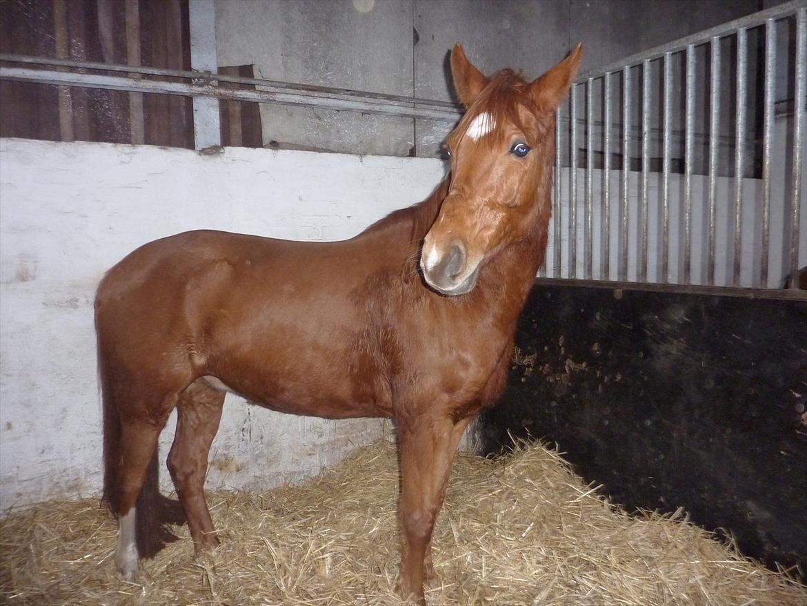 Anden særlig race Casmir billede 24