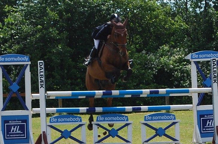 Hollandsk Varmblod Troy-T - Din første MB og min første MB på hest.  billede 13