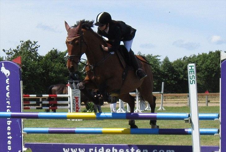 Hollandsk Varmblod Troy-T - Du er mit åndedræt billede 14