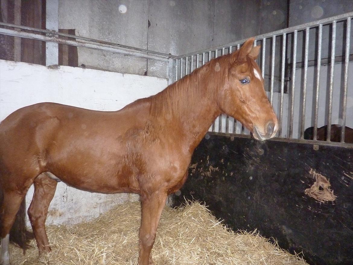 Anden særlig race Casmir billede 25