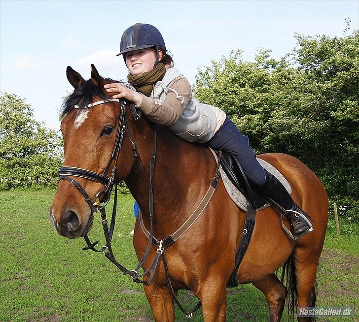 Hollandsk Varmblod Troy-T - Fordi jeg elsker dig. Du er fantastisk billede 15