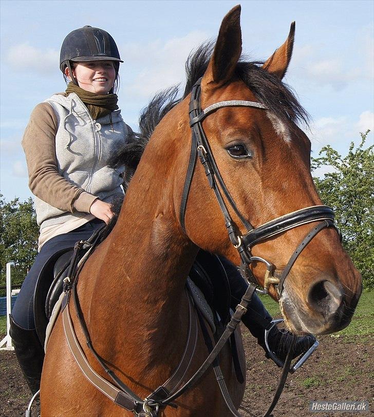 Hollandsk Varmblod Troy-T - Du er smilet på mine læber, glæden i mine øjne, slaget i mit hjerte billede 16