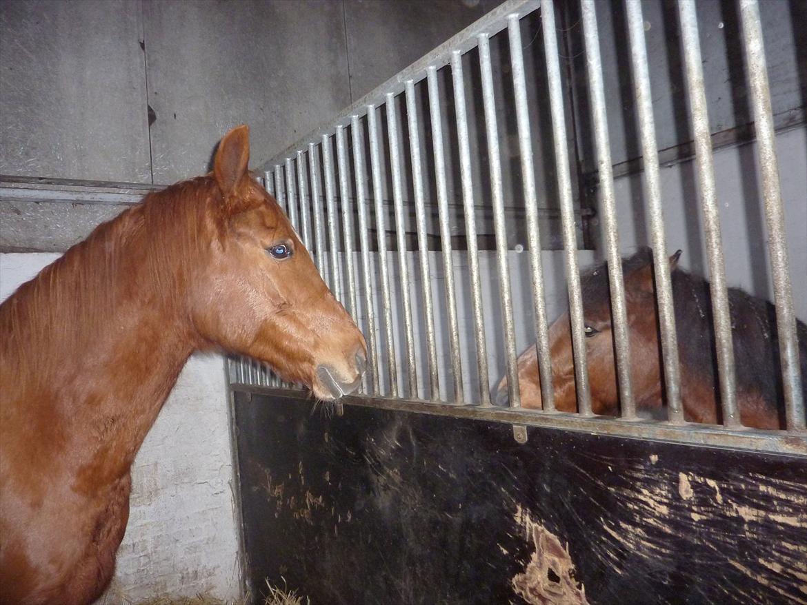 Anden særlig race Casmir billede 26