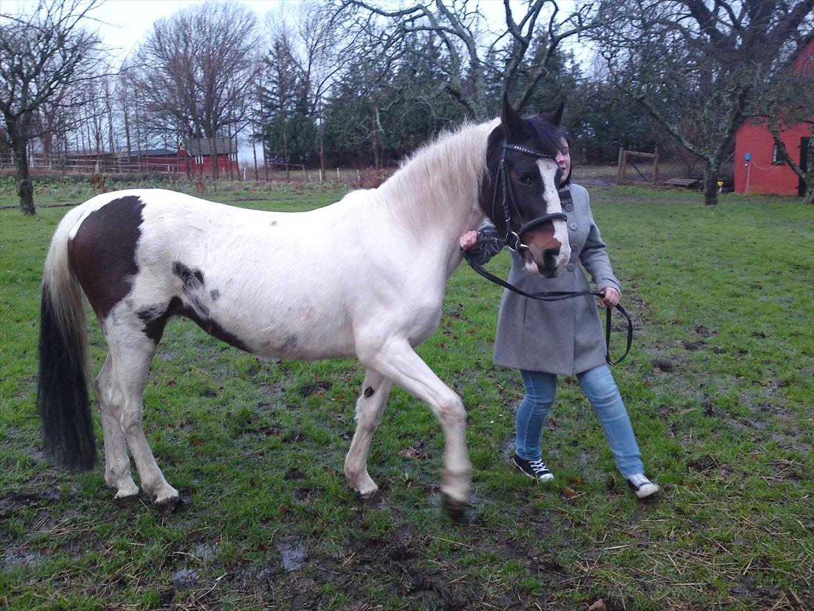 Pinto shandie billede 14