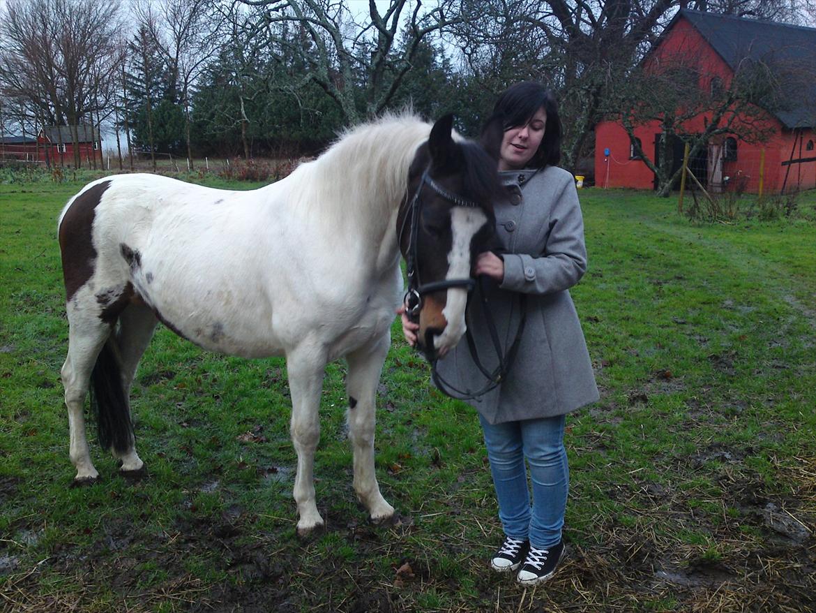 Pinto shandie billede 15