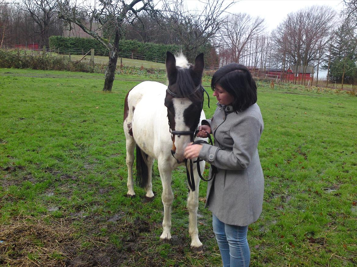 Pinto shandie billede 16