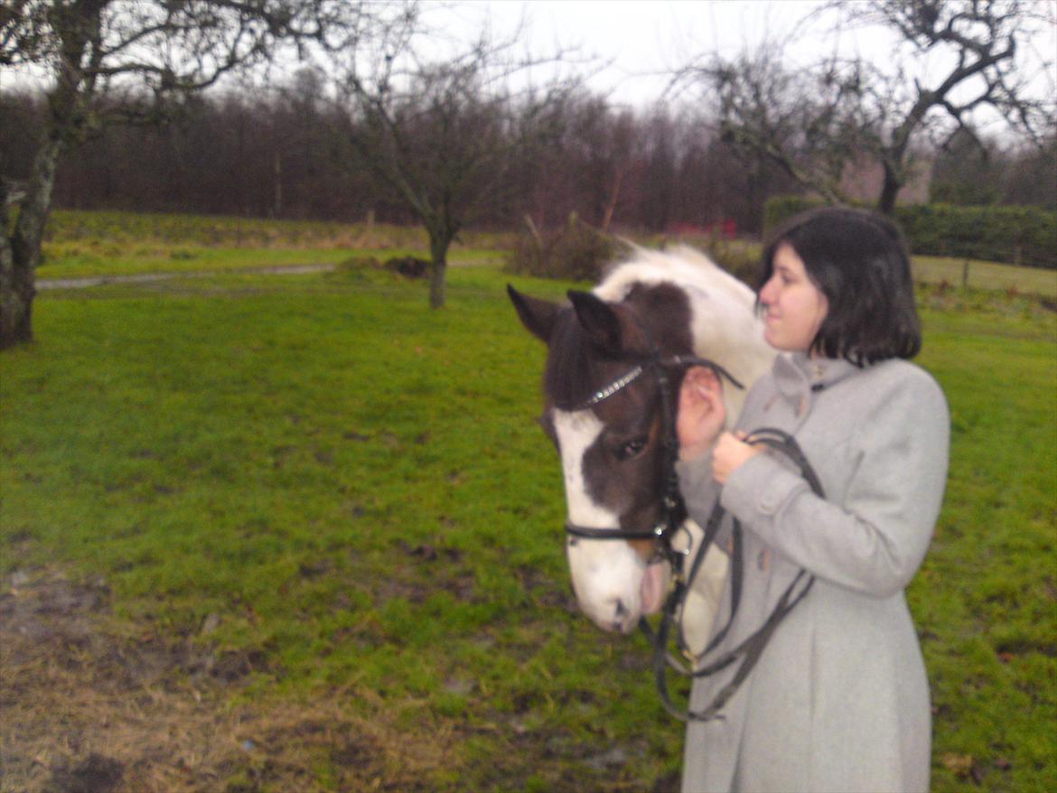 Pinto shandie billede 17