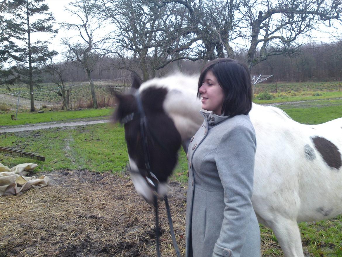 Pinto shandie billede 18