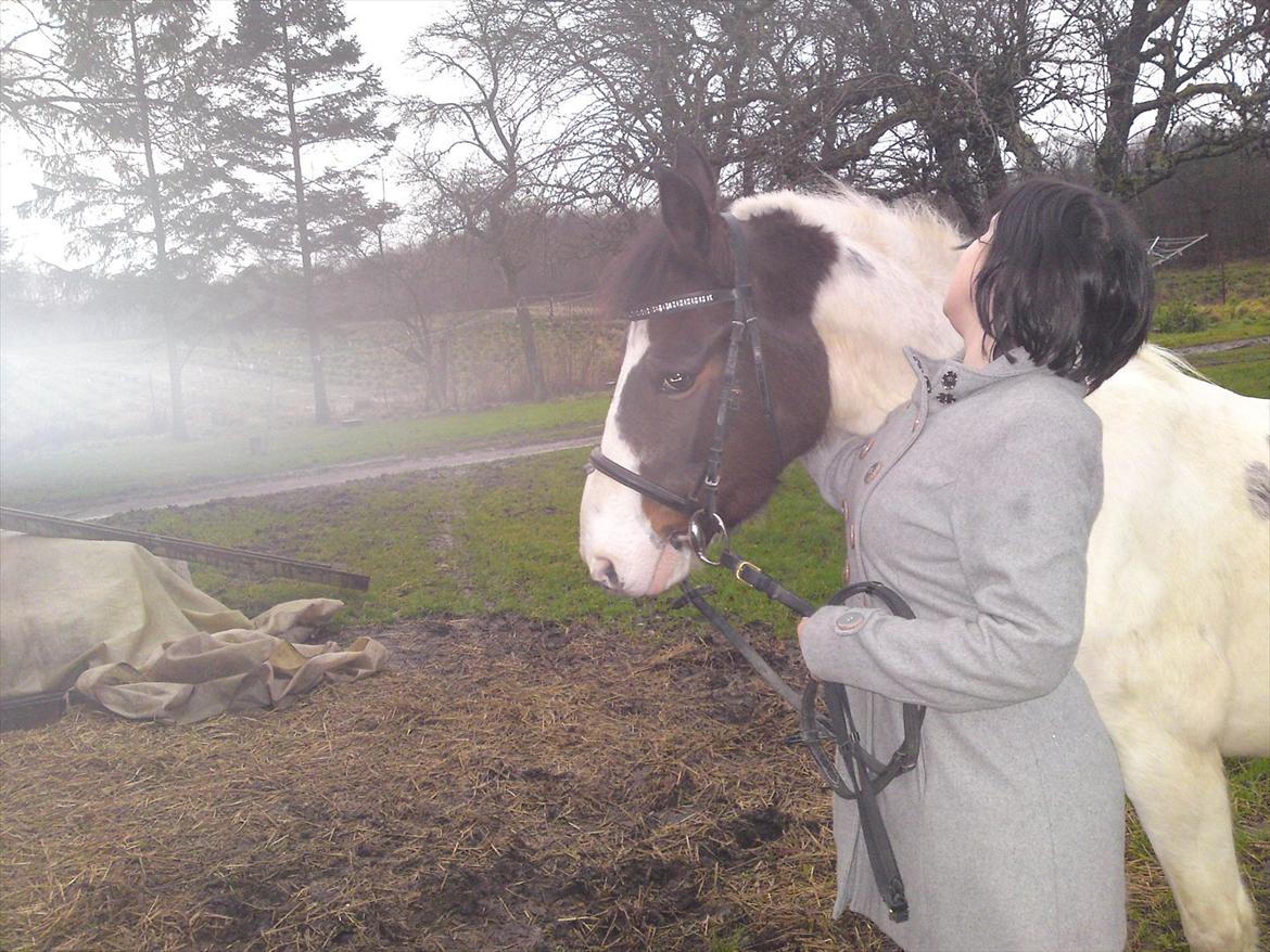 Pinto shandie billede 7