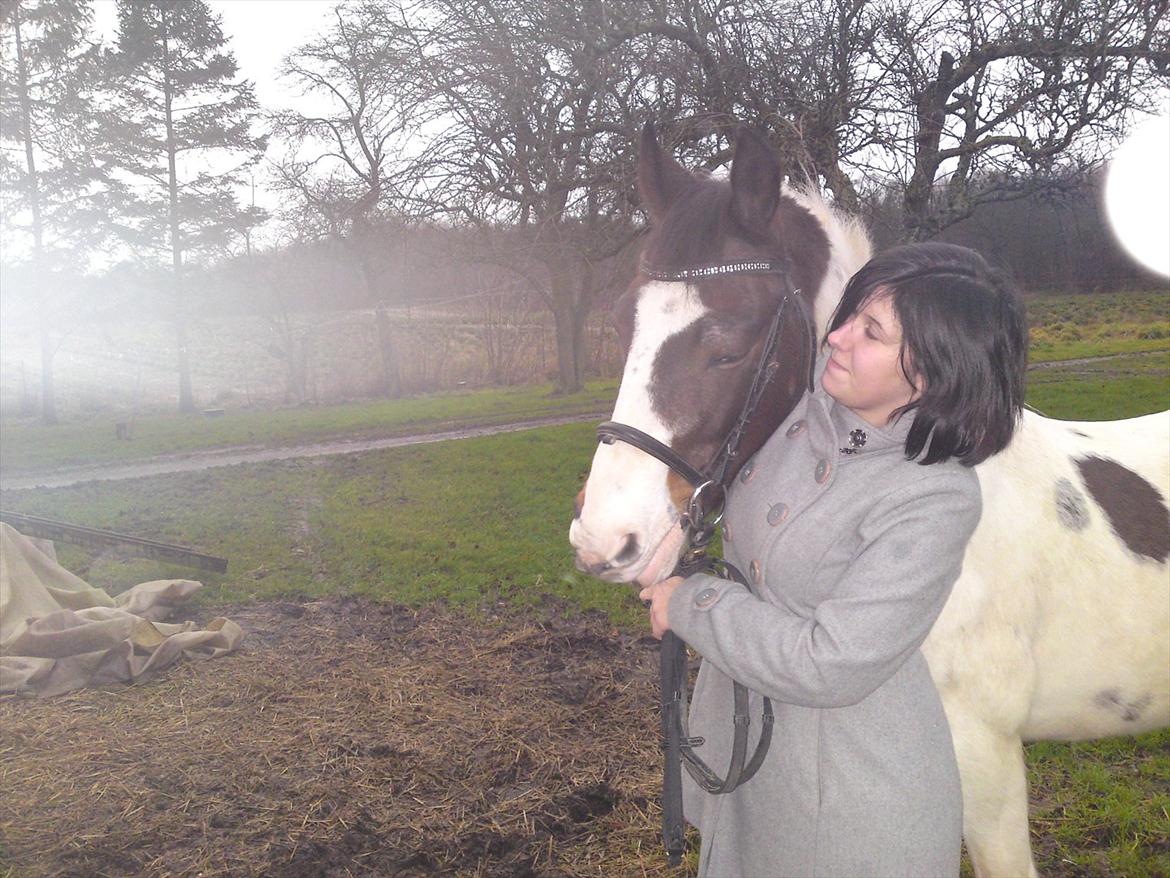 Pinto shandie billede 19