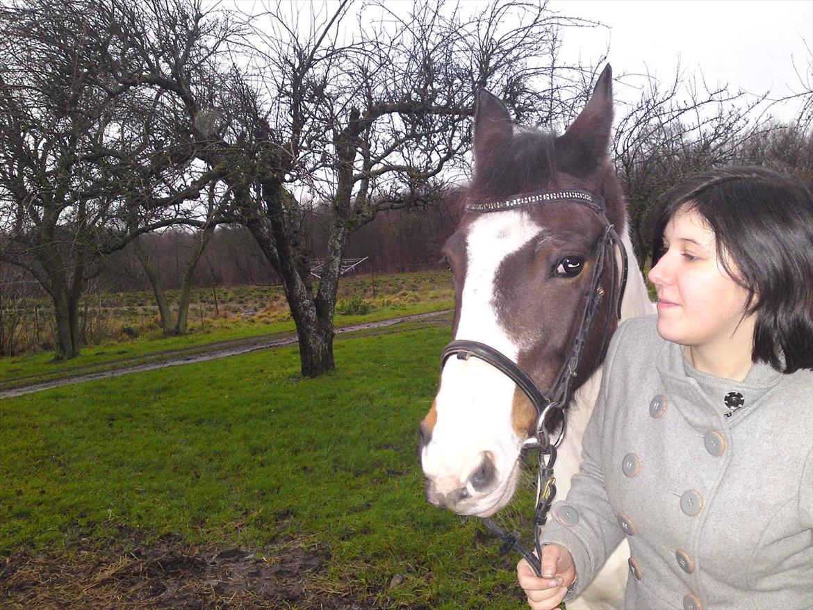 Pinto shandie billede 1