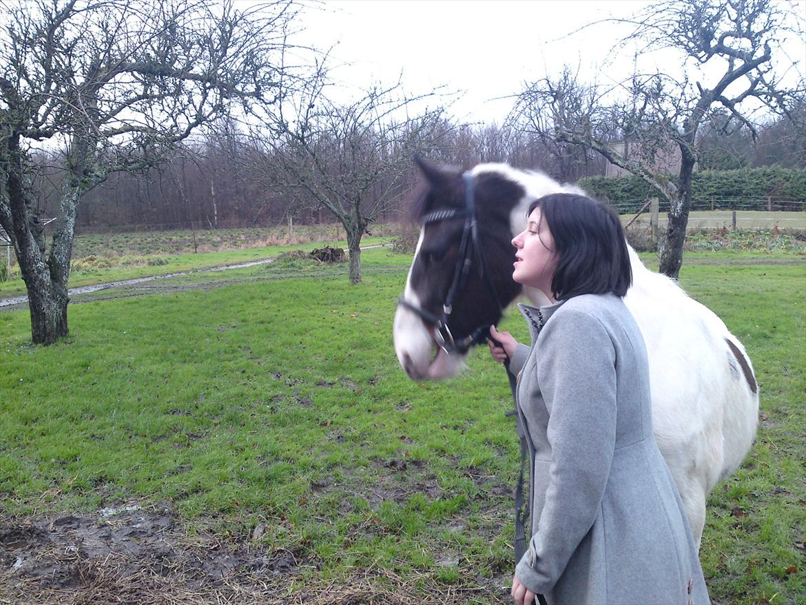 Pinto shandie billede 20