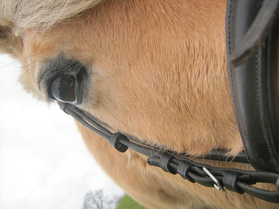 Fjordhest Vennely's Emma - Smukt øje  :-)
Januar 2012.
- Foto : Mejse billede 9